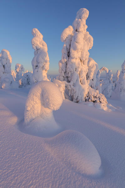 Frozen trees, Riisitunturi National Park, Posio, Lapland, Finland