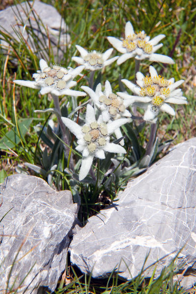 Edelweiss, (Leontopodium alpinum) the symbol of the Alps