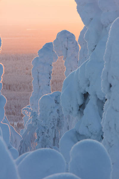 Sunset on frozen trees, Riisitunturi National Park, Posio, Lapland, Finland