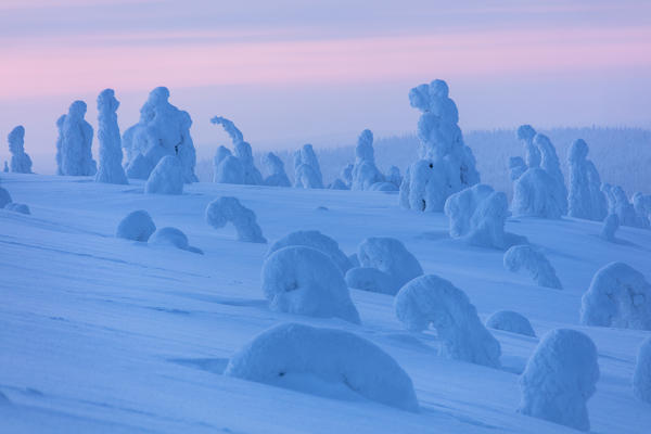 Frozen dwarf shrubs, Riisitunturi National Park, Posio, Lapland, Finland