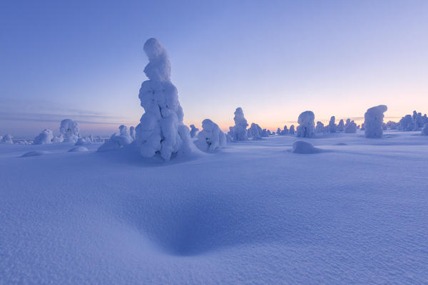 Lone frozen tree, Riisitunturi National Park, Posio, Lapland, Finland