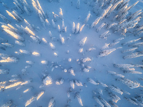 Aerial view of frozen trees in the snow covered woods, Levi, Kittila, Lapland, Finland