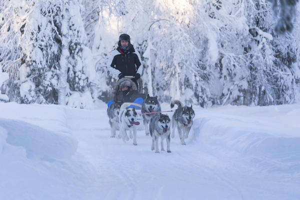 Dog sledding, Kuusamo, Northern Ostrobothnia region, Lapland, Finland