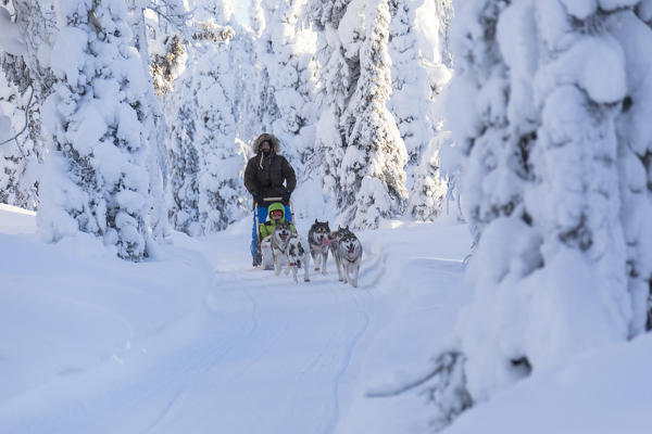 Dog sledding in the snowy woods, Kuusamo, Northern Ostrobothnia region, Lapland, Finland (MR)