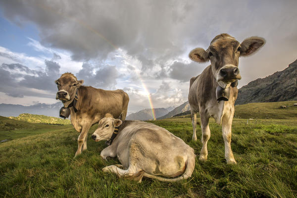Curious cows at the Campagneda Alp with rainbow in the background. Sondrio. Valmalenco. Valtellina. Lombardy. Italy. Europe