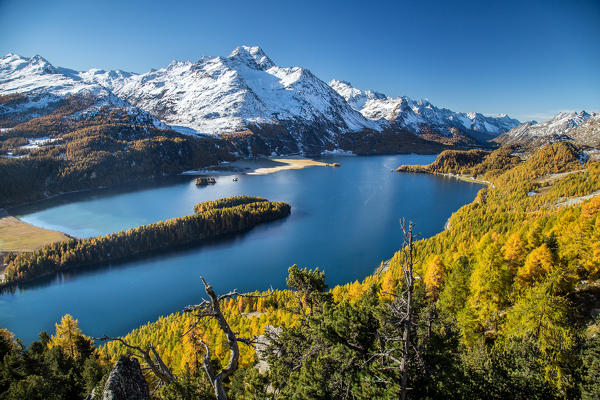 Lake Sils with its shores painted by autumn. In the background the Margna peak already capped with snow. Canton Graubuenden. Engadine. Switzerland. Europe