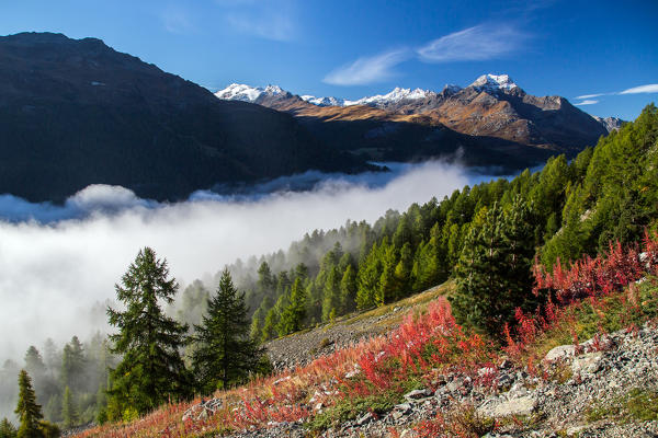 The many autumn colors of the mountain range in Engadin emerging from the fog Engadin Canton of Graubuenden Switzerland Europe