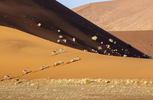 Gazelles run between the sand dunes Deadvlei Sossusvlei Namib Desert Naukluft National Park in Namibia Africa