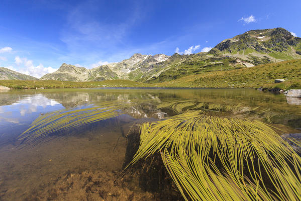 Long blades of grass in the Lake Andossi close to the Spluga pass in the summertime. In the background the peaks Casa and Spadolazzo. - Valchiavenna, Valtellina Sondrio, Lombardy, Italy. Europe