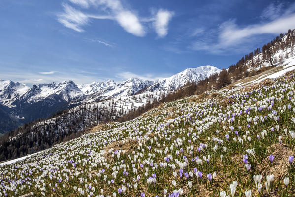 While the peaks of Gerola valley in the background are still snow capped the first Crocus Nivea flowers are blooming in the Culino alp announcing the arrival of spring. Orobie Alps. Valtellina Natural Park. Valgerola. Sondrio Lombardy. Italy. Europe