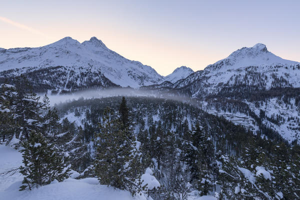 Snow covered trees, Maloja Pass, Bregaglia Valley, canton of Graubunden, Engadin, Switzerland