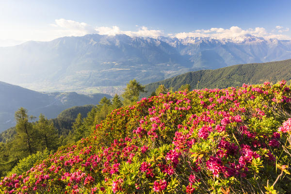 Rhododendrons on Pizzo Berro with Rhaetian Alps and Monte Disgrazia in the background, Bitto Valley, Lombardy, Italy
