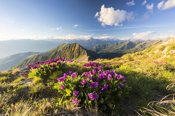 Wild flowers on Monte Azzarini with Monte Disgrazia and Pedena in the background, Albaredo Valley, Orobie Alps, Lombardy, Italy