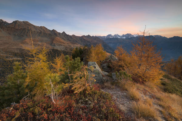 Larch trees and colors of autumn on Sasso Bianco with Bernina Group in the background, Valmalenco, Valtellina, Lombardy, Italy