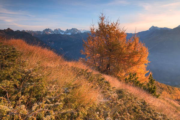 Larch trees and colors of autumn on Sasso Bianco with Bernina Group in the background, Valmalenco, Valtellina, Lombardy, Italy