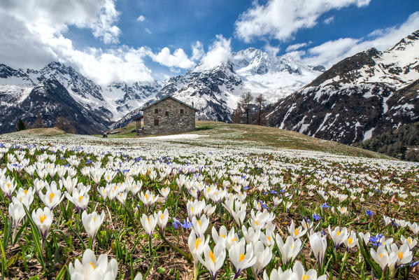Crocus Nivea flowering. On the background the Mount Disgrazia still covered with snow. Sondrio. Valmalenco Valtellina Lombardy. Italy. Europe