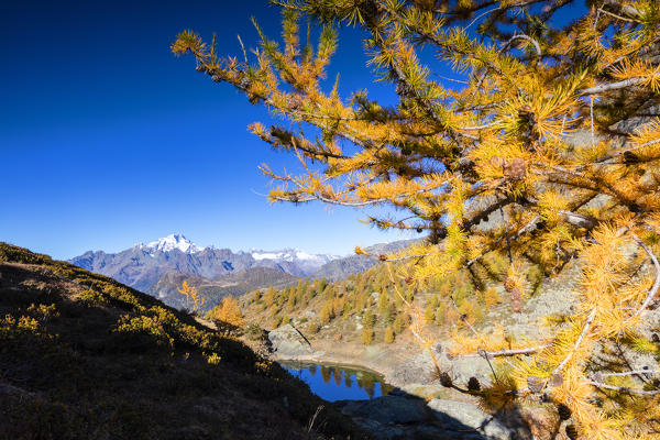 Larch tree branches around Lakes of Campagneda during autumn, Valmalenco, Valtellina, Sondrio province, Lombardy, Italy