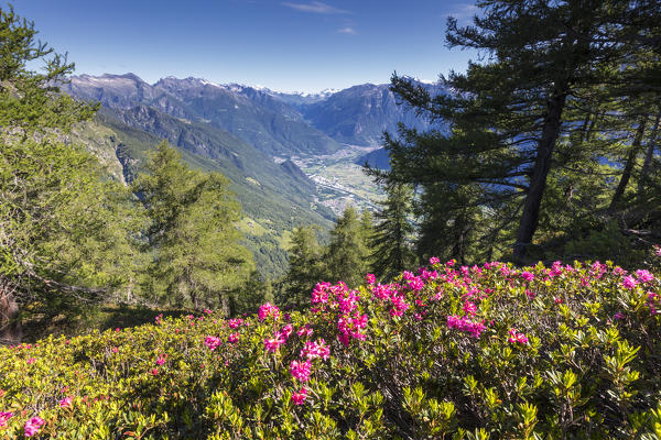 Rhododendrons on Monte Berlinghera with Chiavenna Valley in the background, Sondrio province, Lombardy, Italy