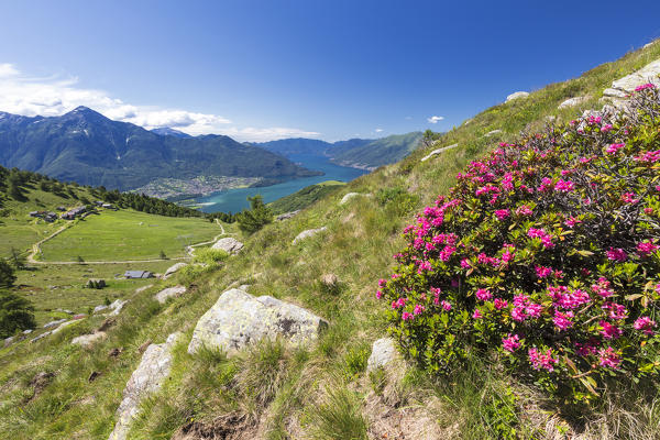 Rhododendrons on Monte Berlinghera with Alpe di Mezzo and Alpe Pesceda in the background, Sondrio province, Lombardy, Italy