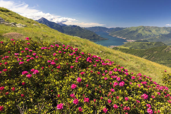 Rhododendrons on green meadows of Monte Berlinghera with Lake Como in the background, Sondrio province, Lombardy, Italy