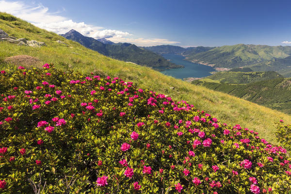 Rhododendrons on green meadows of Monte Berlinghera with Lake Como in the background, Sondrio province, Lombardy, Italy