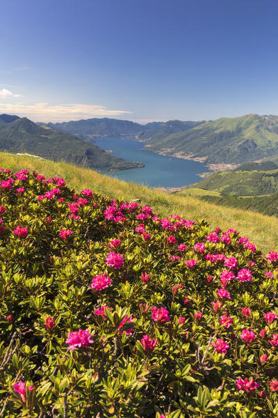 Rhododendrons on green meadows of Monte Berlinghera with Lake Como in the background, Sondrio province, Lombardy, Italy