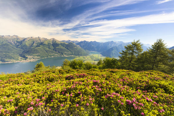Rhododendrons in bloom with Lake Como and Alto Lario in the background, Monte Legnoncino, Lecco province, Lombardy, Italy