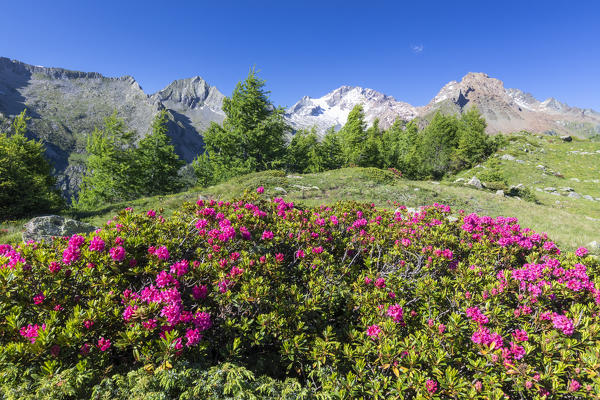 Rhododendrons and Monte Disgrazia on background, Scermendone Alp, Sondrio province, Valtellina, Rhaetian Alps, Lombardy, Italy