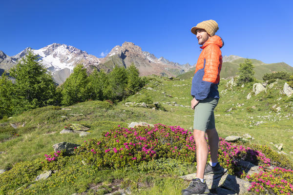 Hiker standing next to rhododendrons in bloom, Scermendone Alp, Sondrio province, Valtellina, Rhaetian Alps, Lombardy, Italy