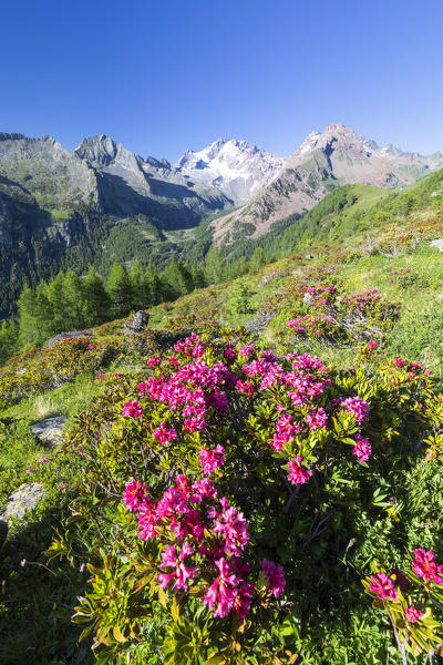 Rhododendrons in bloom, Scermendone Alp, Sondrio province, Valtellina, Rhaetian Alps, Lombardy, Italy