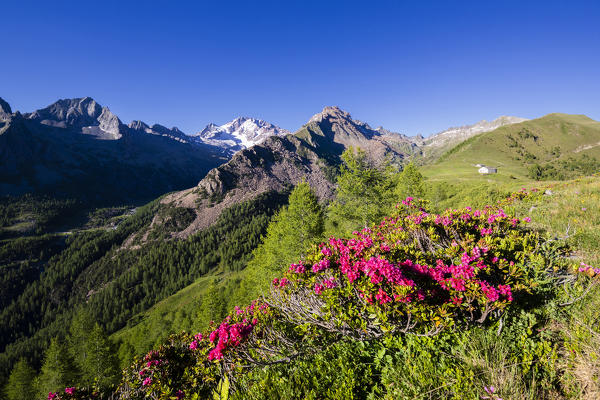 Rhododendrons and Monte Disgrazia on background, Scermendone Alp, Sondrio province, Valtellina, Rhaetian Alps, Lombardy, Italy