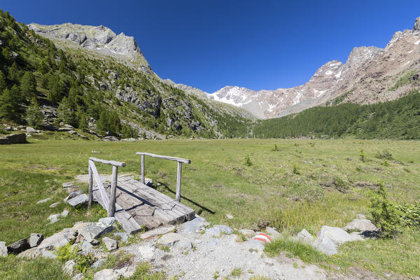 Green meadows with Monte Disgrazia and Corni Bruciati in the background, Preda Rossa, Valmasino, Valtellina, Lombardy, Italy