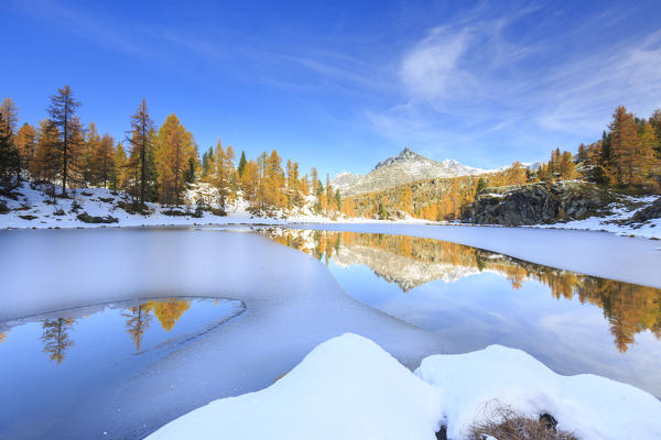 The peak of Sasso Moro can still mirror itself in the half frozen lake Mufule surrounded by some larch trees in their autumnal outfit. Province of Sondrio. Bernina. Valmalenco. Valtellina. Lombardy. Italy. Europe