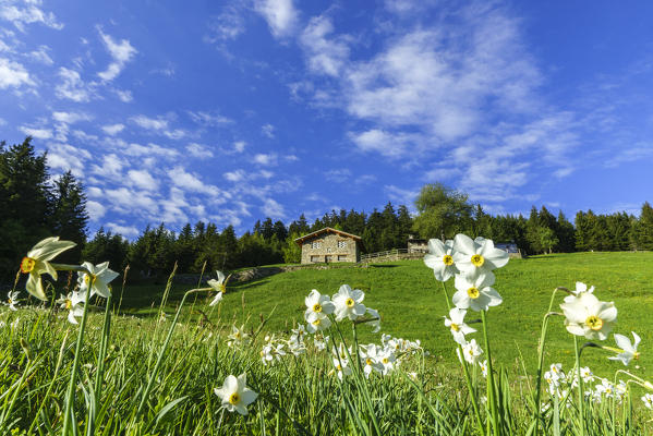 Daffodils (Narcissus) during spring bloom, Olano, Corte, Valgerola, Valtellina, Sondrio province, Lombardy, Italy