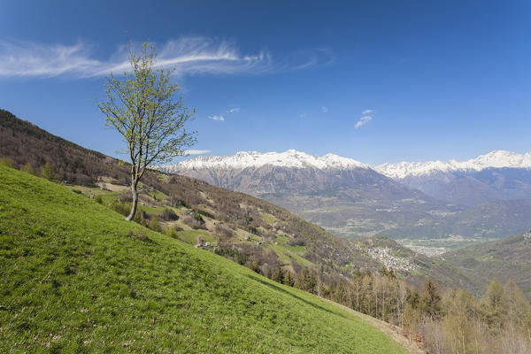 Sunshine on lone tree and green meadows, Larice, Valgerola, Valtellina, Sondrio province, Lombardy, Italy