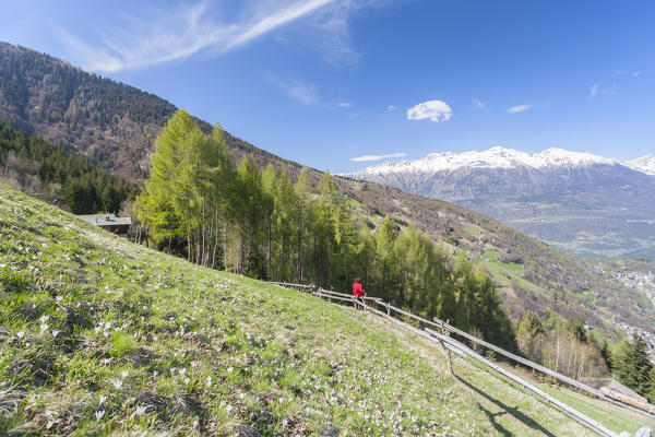 Hiker looks towards the green valley during spring, Larice, Valgerola, Valtellina, Sondrio province, Lombardy, Italy