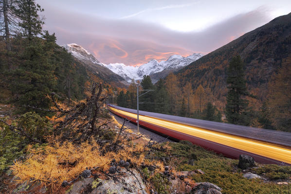 Bernina Express train along the colorful woods in autumn, Morteratsch, Engadine, canton of Graubunden, Switzerland