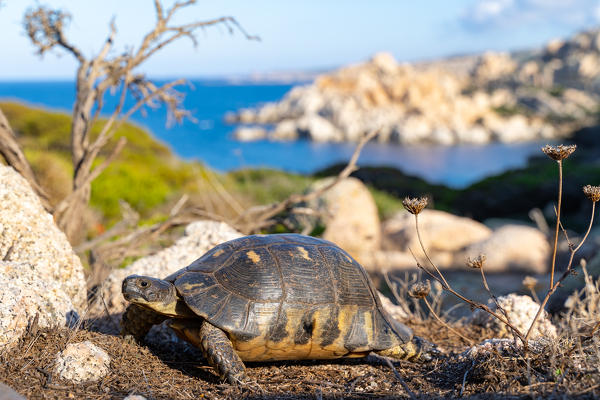 Turtle in Capo Testa, Santa Teresa di Gallura, Sassari province, Sardinia, Italy, Europe.