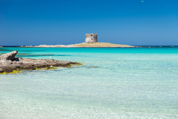 La Pelosa beach, Stintino, Sassari province, Sardinia, Italy, Europe.