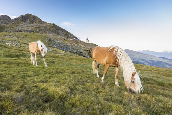 a view of the Sarntal Alps where horses graze free and with the Latzfonser Kreuz Churchhouse in the background, Bolzano province, South Tyrol, Trentino Alto Adige, Italy