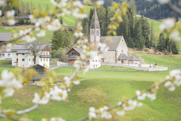 the famous church in S. Maddalena in Villnöss, shooted through a cherry tree, Bolzano province, south Tyrol, Trentino alto Adige, Italy