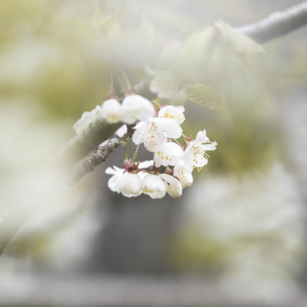 a detail of cherry flowers, bolzano province, south tyrol, trentino alto adige, italy
