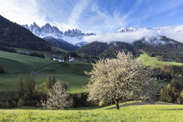 a spring view of the famous cherry tree in Villnöss with the Geisler in the backgroud, Bolzano province, South Tyrol, Trentino Alto Adige, Italy