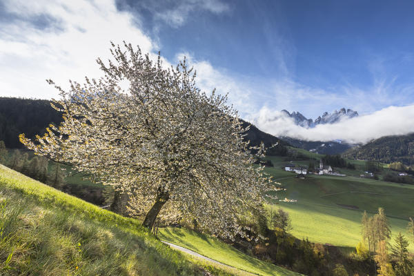 a spring view of the famous cherry tree in Villnöss with the Geisler in the backgroud, Bolzano province, South Tyrol, Trentino Alto Adige, Italy