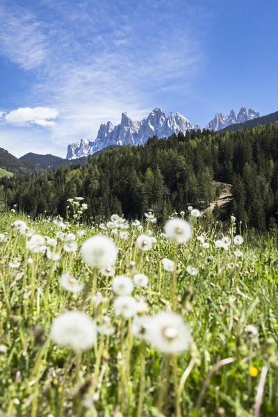 a spring view of Villnöss, with flowers in foreground and the Geisler in the background, Bolzano province, South Tyrol, Trentino Alto Adige, Italy
