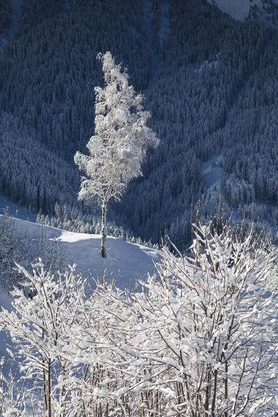 a winter image of a lonely tree full of snow, after a snowfall, Villnöss, Bolzano province, South Tyrol, Trentino Alto Adige, Italy, Europe