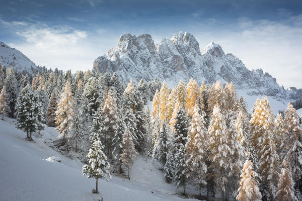 a winter view of the Puez Geisler Natural Park in Villnöss with some yellow larchs in foreground and the Geisler in the background, Bolzano province, South Tyrol, Trentino Alto Adige, Italy, Europe