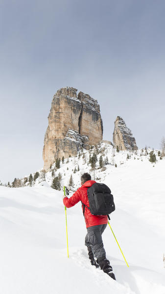 a view of a hiker going up a hill with snowshoes and the Cinque Torri in the background, Belluno province, Veneto, Italy, Europe