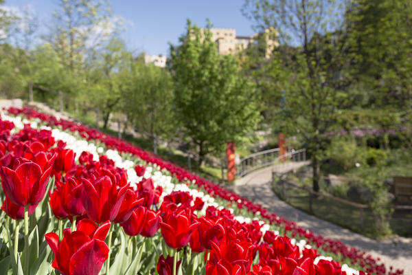 a view of the famous Trauttmansdorff garden in Meran with tulips in foreground and the castle in the background, Bolzano province, South Tyrol, Trentino Alto Adige, Italy, Europe