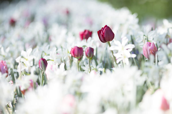 a close up of a beautiful red tulip surrounded by white flowers, Trauttmansdorff botanic garden, Bolzano province, South Tyrol, Trentino Alto Adige, Italy, Europe, 
